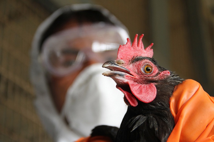 Russia detects first case of H5N8 bird flu in humans